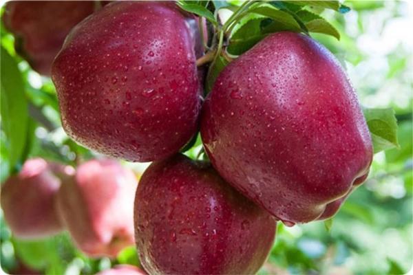 تصویر 2 از خرید و فروش سیب قرمز استخوانی دزفول با شرایط فوق العاده