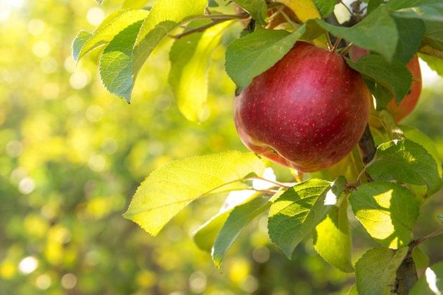 تصویر 5 از خرید و فروش سیب قرمز استخوانی دزفول با شرایط فوق العاده