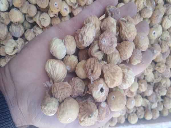 تصویر 4 از قیمت خرید انجیر صنعتی و ضایعات + فروش ویژه