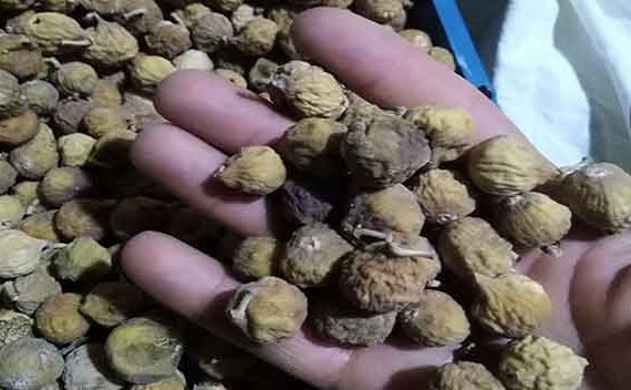 تصویر 5 از قیمت خرید انجیر صنعتی و ضایعات + فروش ویژه