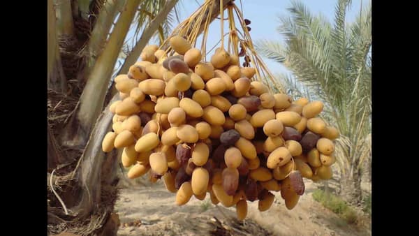 تصویر 2 از خرید و قیمت انواع خرما خارک زرد