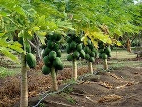 تصویر 2 از قیمت نهال پاپایا پاکوتاه + خرید باور نکردنی