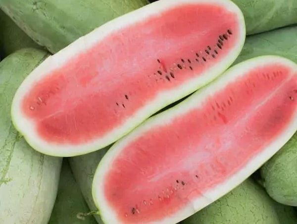 تصویر 2 از قیمت خرید هندوانه سبز روشن عمده به صرفه و ارزان