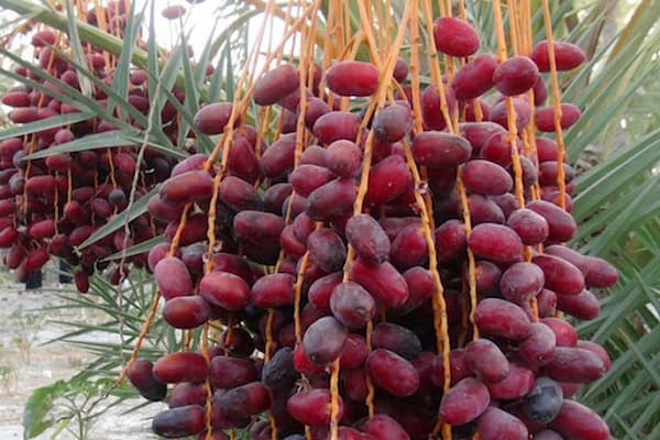 تصویر 5 از قیمت خرما استعمران خوزستان + خرید باور نکردنی