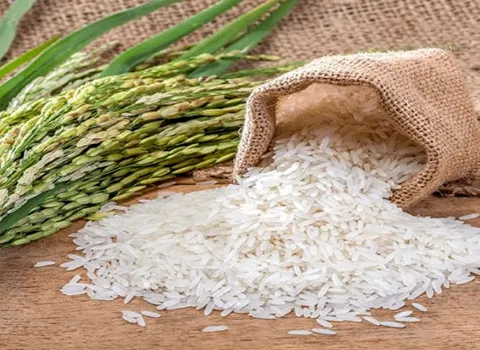 تصویر 5 از فروش برنج شیرودی مازندران + قیمت خرید به صرفه