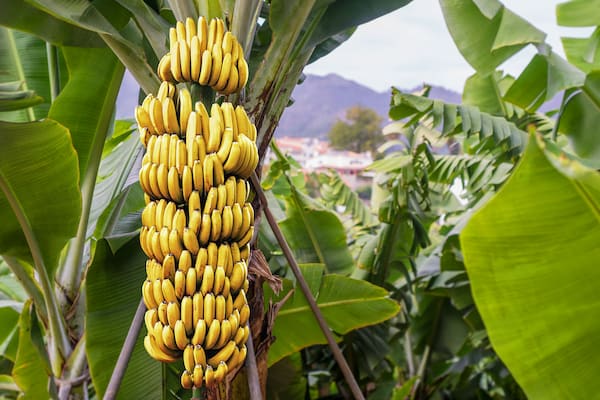 تصویر 5 از قیمت موز درجه یک + خرید باور نکردنی