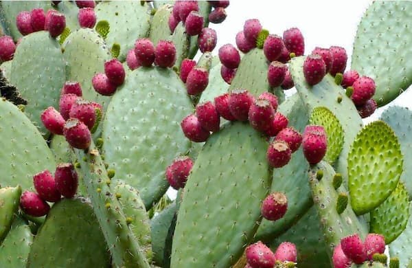 تصویر 3 از خرید و فروش نهال کاکتوس میوه دار با شرایط فوق العاده