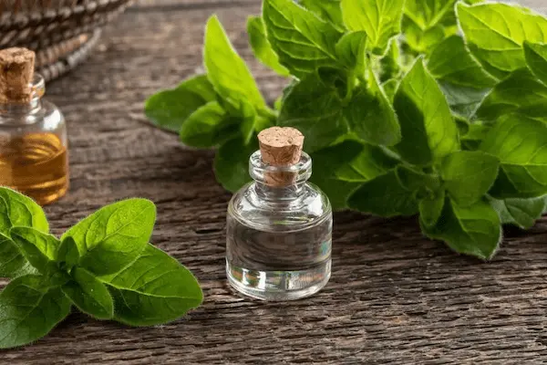 تصویر 5 از قیمت اسانس طبیعی پونه با کیفیت ارزان + خرید عمده