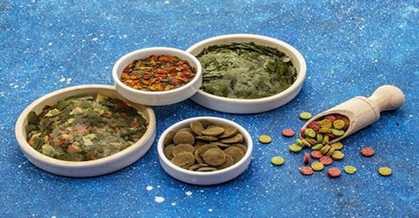 تصویر 3 از خرید غذای ماهی سفید + قیمت فروش استثنایی
