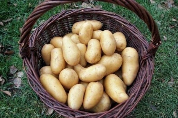 تصویر 3 از قیمت سیب زمینی فابولا + خرید باور نکردنی