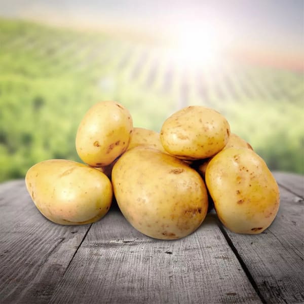 تصویر 1 از قیمت خرید سیب زمینی بامبا + فروش ویژه