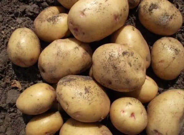 تصویر 1 از خرید و فروش سیب‌زمینی جیرفت با شرایط فوق العاده