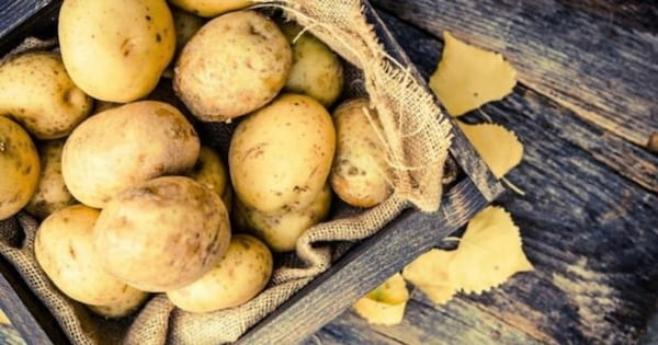 تصویر 3 از خرید و فروش سیب‌زمینی جیرفت با شرایط فوق العاده
