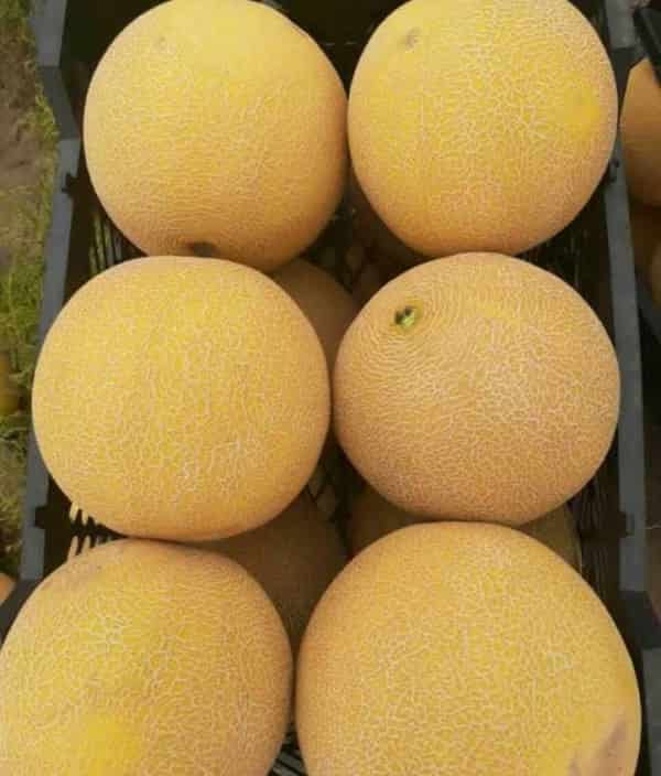 تصویر 1 از قیمت خربزه ملون داکو + خرید باور نکردنی