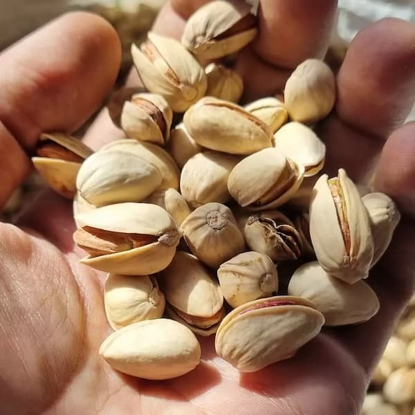 تصویر 3 از قیمت پسته کله قوچی صادراتی + خرید باور نکردنی