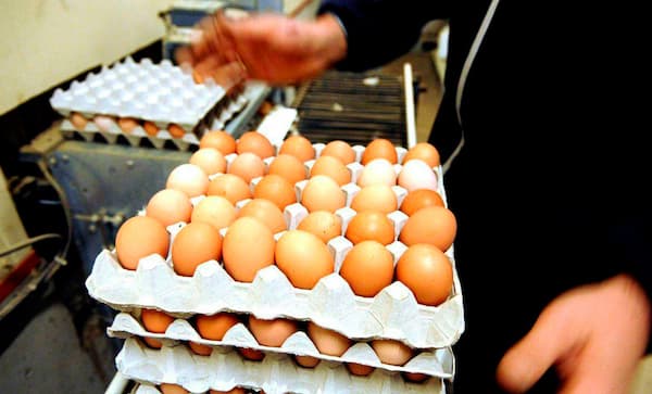 تصویر 4 از قیمت خرید دستگاه تخم مرغ جمع کن + فروش ویژه