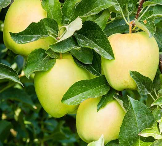 قیمت سیب زرد لبنانی + خرید باور نکردنی