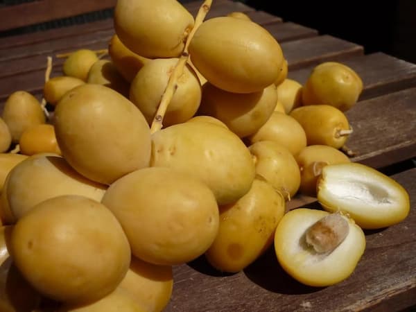 تصویر 3 از راهنمای خرید خرما خارک زرد + قیمت عالی
