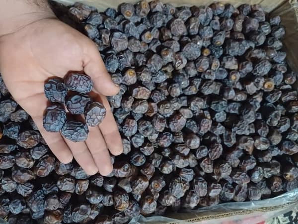 تصویر 5 از قیمت خرید خرمای پیارم + فروش ویژه