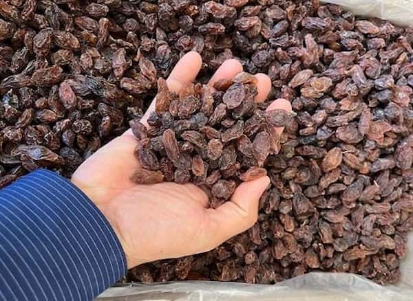 تصویر 4 از قیمت کشمش فخری ملکان + خرید باور نکردنی