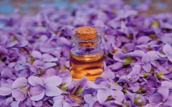 تصویر 3 از راهنمای خرید روغن بنفشه اصل + قیمت عالی