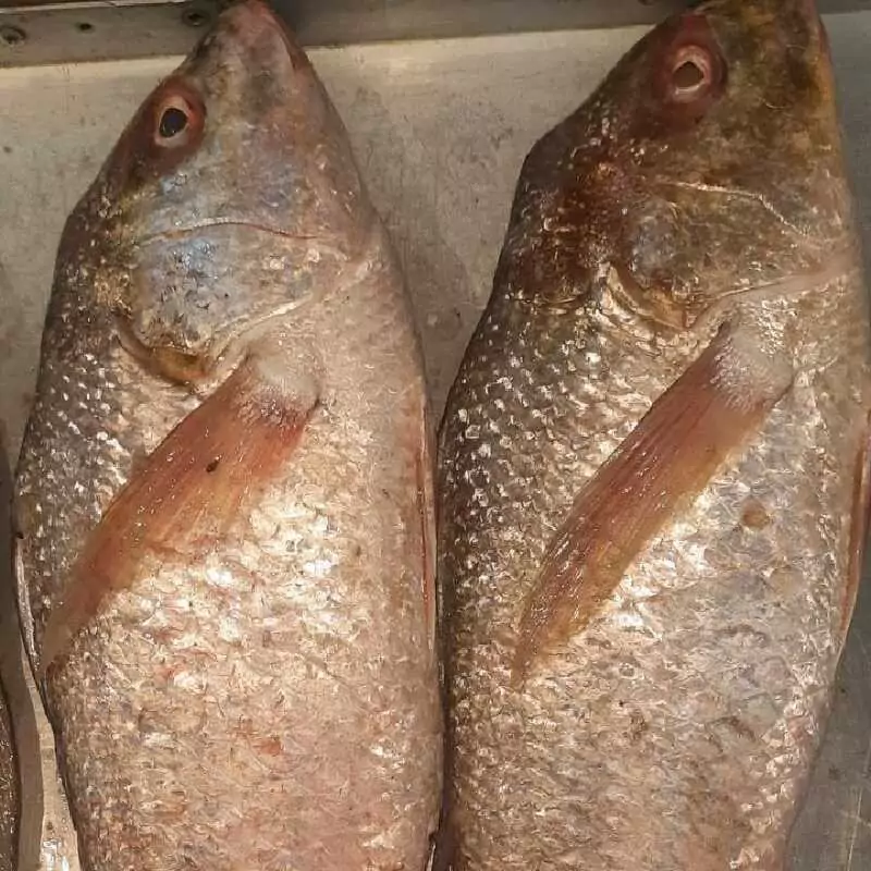 تصویر 5 از قیمت ماهی سنگسر صادراتی + فروش عمده