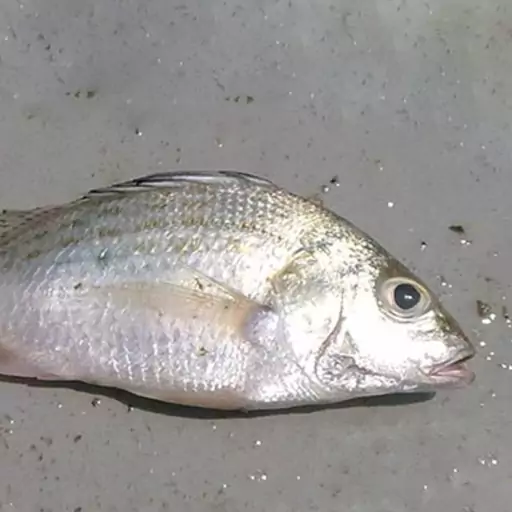 تصویر 2 از قیمت ماهی سنگسر صادراتی + فروش عمده