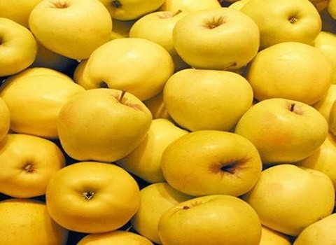 خرید و فروش سیب زرد لبنان صادراتی با شرایط فوق العاده