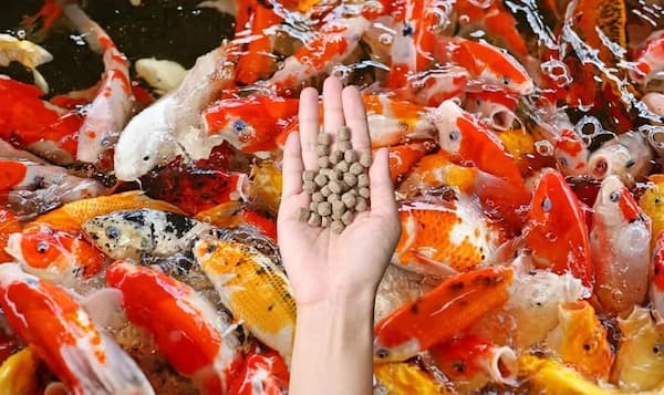 خرید و فروش غذای ماهی زینتی با شرایط فوق العاده
