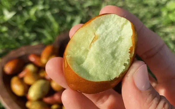 تصویر 1 از معرفی عناب خشک شیرین + بهترین قیمت خرید