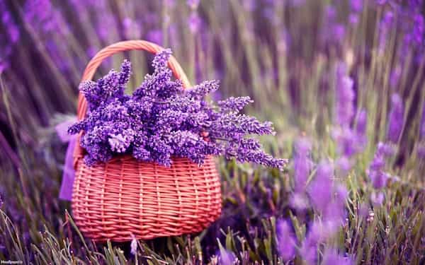 تصویر 3 از خرید و قیمت اسطوخودوس کوهی اعلا + فروش عمده