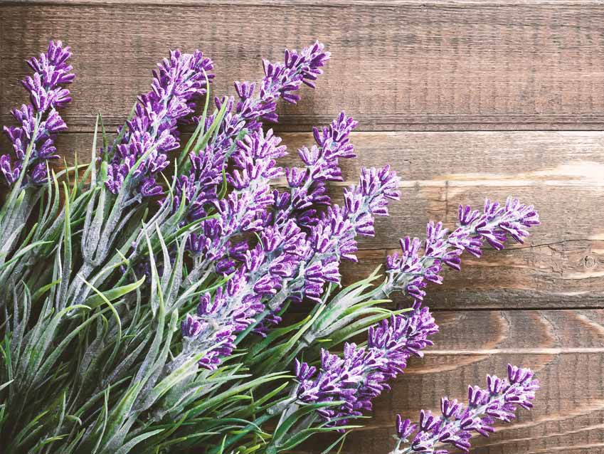 تصویر 1 از خرید و قیمت اسطوخودوس کوهی اعلا + فروش عمده