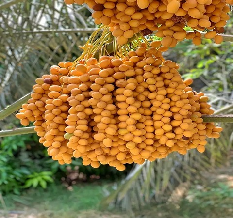 تصویر 2 از خرید و قیمت خرما خارک زرد + فروش عمده