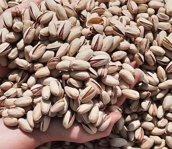 تصویر 2 از خرید و قیمت انواع پسته خنجری تازه