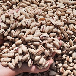 پسته اکبری درجه یک مناسب سرو در مهمانی‌ ها