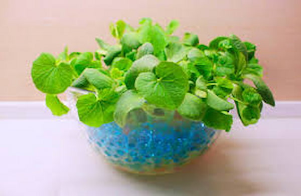 تصویر 3 از راهنمای خرید خاک ژله ای کشاورزی + قیمت عالی