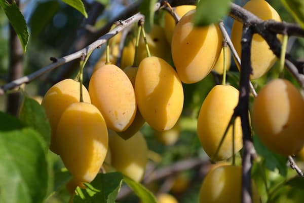 تصویر 1 از خرید آلو بخارا درجه یک + بهترین قیمت