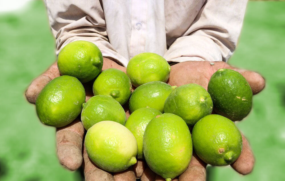 تصویر 3 از قیمت خرید لیمو ترش درجه یک + فروش ویژه