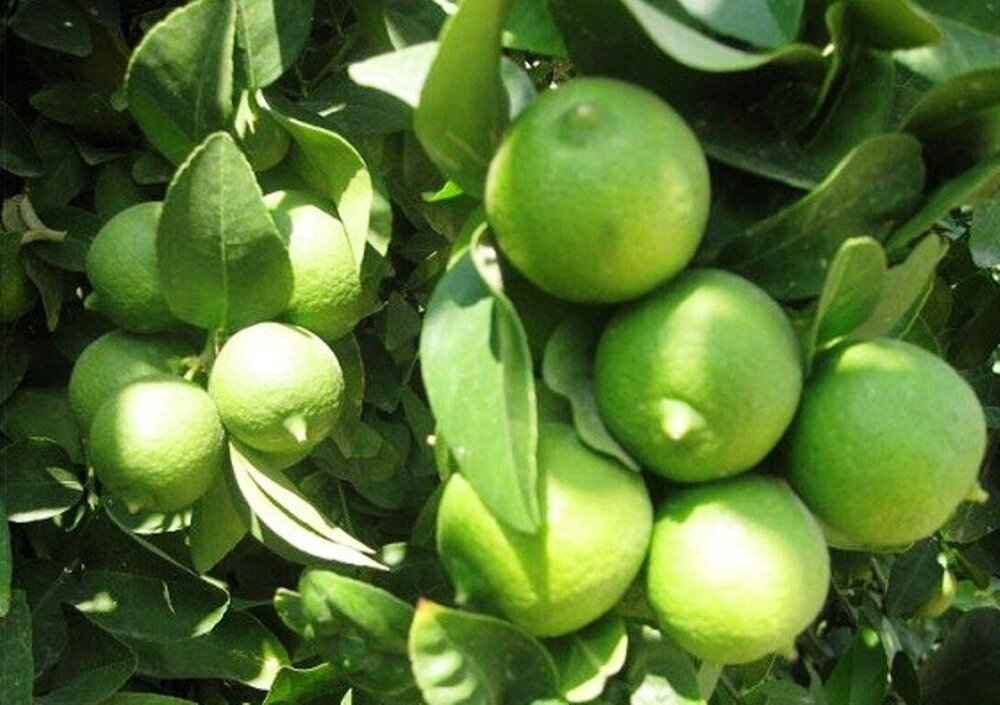 تصویر 1 از قیمت خرید لیمو ترش درجه یک + فروش ویژه