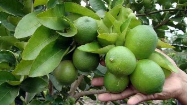 تصویر 2 از قیمت خرید لیمو ترش درجه یک + فروش ویژه