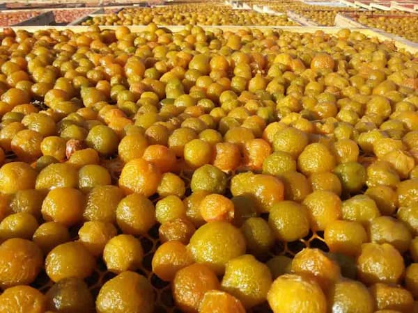 تصویر 5 از خرید آلو زرد شیرین خشک شده  + قیمت فروش استثنایی