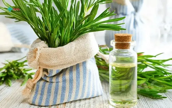تصویر 1 از بهترین گیاه دارویی رزماری + قیمت خرید عالی