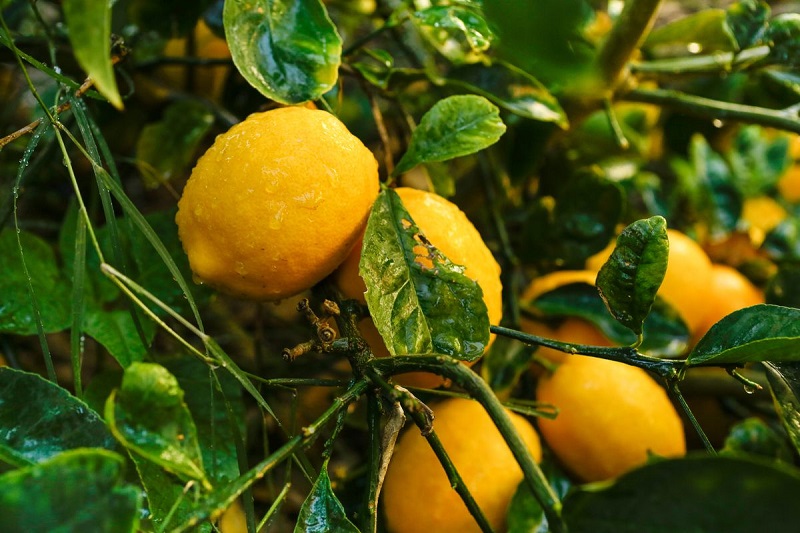 تصویر 4 از قیمت خرید لیمو سنگی درجه یک + فروش ویژه