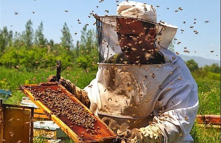 تصویر 1 از قیمت خرید عسل اردبیل درجه یک + فروش ویژه