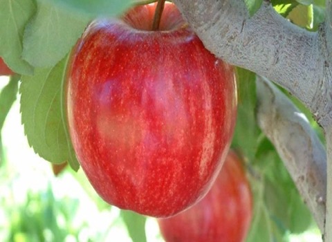 تصویر 3 از قیمت سیب گالا فرانسه + خرید باور نکردنی