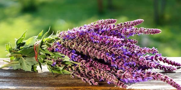 تصویر 2 از معرفی گیاه دارویی مریم گلی + بهترین قیمت خرید