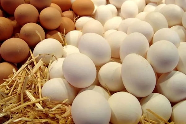 تصویر 3 از قیمت و خرید تخم مرغ غنی شده با امگا ۳ + فروش ارزان