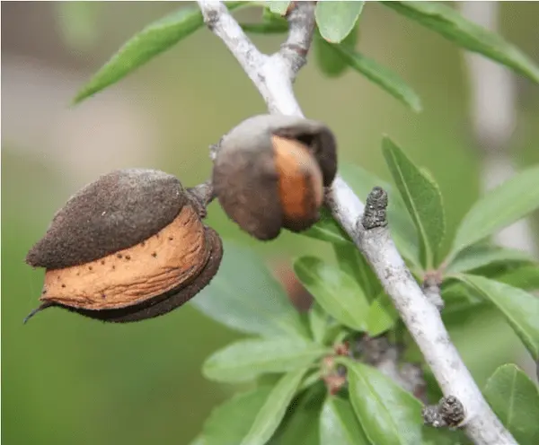 تصویر 2 از راهنمای خرید بادام درختی تازه + قیمت عالی