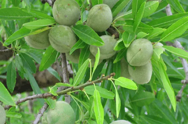 تصویر 4 از راهنمای خرید بادام درختی تازه + قیمت عالی