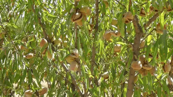 تصویر 5 از راهنمای خرید بادام درختی تازه + قیمت عالی